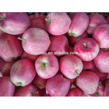 Año 2016 embolsado Red Star Apple de High Land